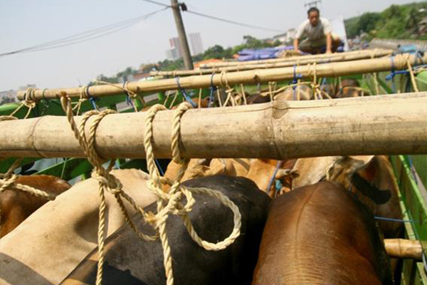 Hewan Qurban Mulai Dijual Menjelang Idul Adha