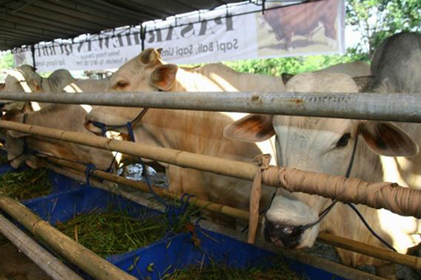 Hewan Qurban Mulai Dijual Menjelang Idul Adha