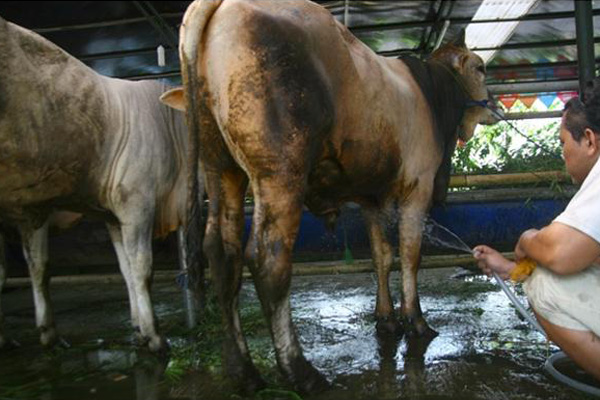 Hewan Qurban Mulai Dijual Menjelang Idul Adha