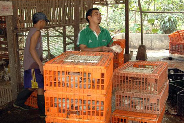 Harga Pakan Ayam Naik, Harga Ayam Turut Naik