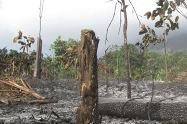 Laskar Hijau: Hentikan Pengrusakan dan Pembakaran Areal Konservasi di Gunung Lemongan