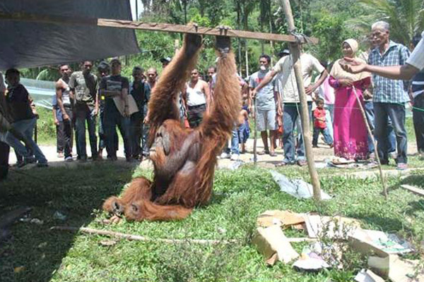 Seekor Orangutan Berhasil Diamankan Warga Pidie