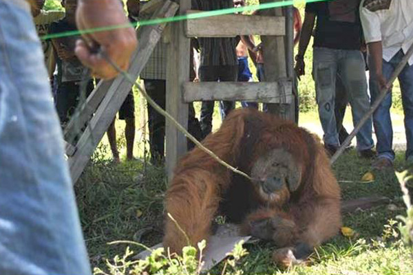 Seekor Orangutan Berhasil Diamankan Warga Pidie