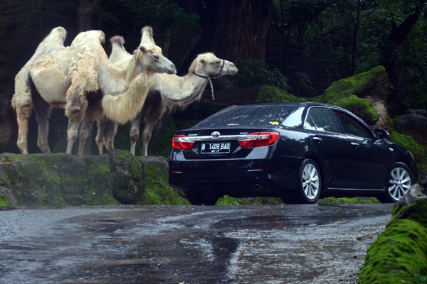 Libur Tahun Baru Pengunjung Serbu TSI