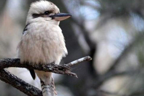 Survei: Superb Fairy Wren Burung Favorit Warga Australia