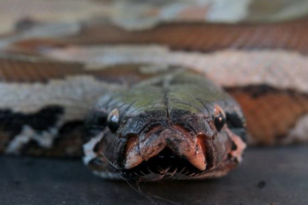 Berbagai Reptil Budidaya Dipamerkan di Jakarta