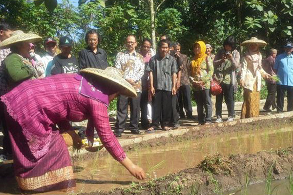 Ruwatan Benih: Merawat dan Memuliakan Benih Tanaman Pangan