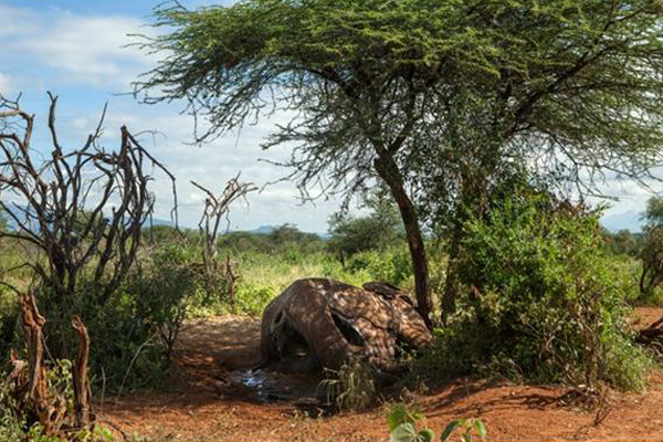 Duta PBB Li Bingbing Kunjungi Gajah Afrika 
