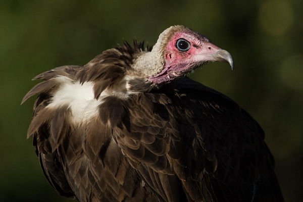 Populasi Burung Raptor Menurun di Seluruh Dunia