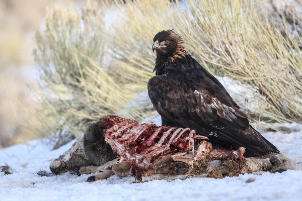 Populasi Burung Raptor Menurun di Seluruh Dunia