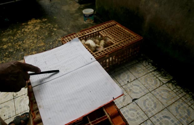 Tempat Pemotongan Ayam Tampak Sibuk Jelang Tahun Baru